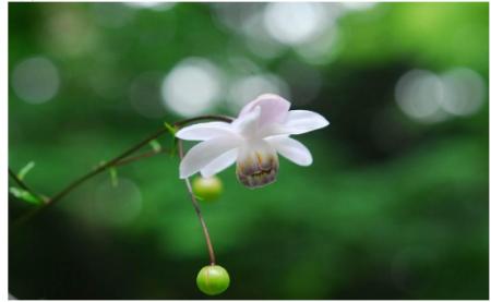 六甲高山植物園 林床に咲く涼しげな花森の妖精 utf-8