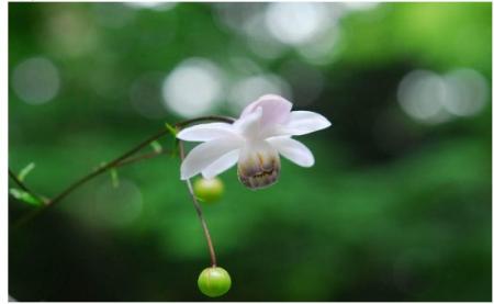 六甲高山植物園 林床に咲く涼しげな花 森の妖精 レン