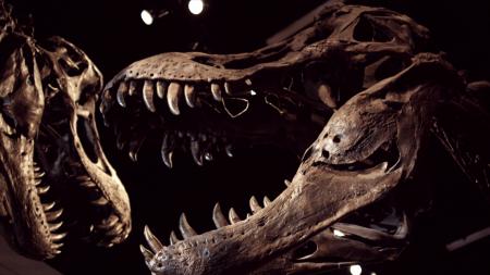 アニマルプラネットの夏が来た！恐竜と古代生物の謎に