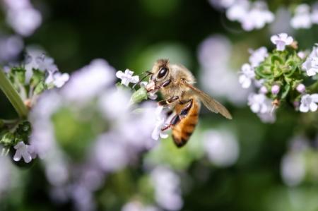 8月3日は「はちみつの日」。健康志向の高まりを背...