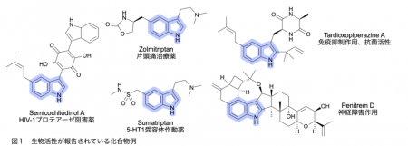 銅を使って医薬合成の効率化に貢献―狙った位置を修飾