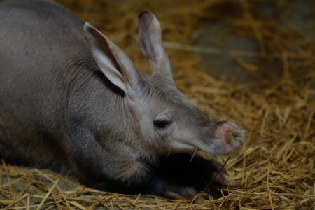 【のんほいパーク】豊橋総合動植物公園に「ツチブタ（