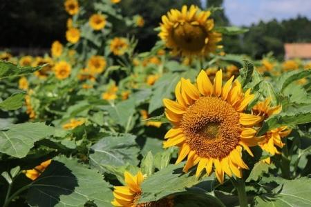 【こもれび森のイバライド】夏の「ひまわり」1万5千本