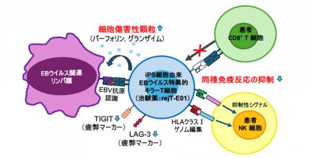 順天堂大学発「EBウイルス関連リンパ腫および慢性活動