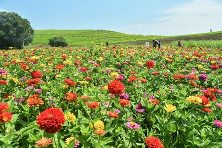 ～夏空に映える、華やかな花～ ジニアが見頃です。（