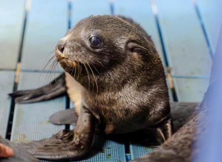 【京都水族館】ミナミアメリカオットセイの赤ちutf-8