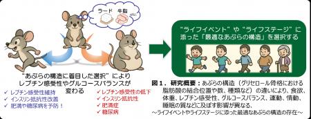 “あぶらの構造”が抗肥満作用ホルモンの作用を変えるこ