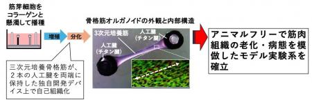【大阪工業大学】筋肉老化改善に向けた共同プロジェク