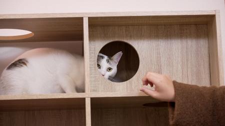【空室対策に”猫”という選択肢】空き家を収益化する「
