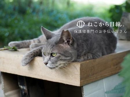 ねこから目線。が京都市の「多頭飼育崩壊防止のutf-8