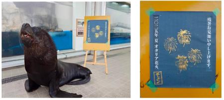 【仙台うみの杜水族館】まだまだ続く暑い夏！オタリア