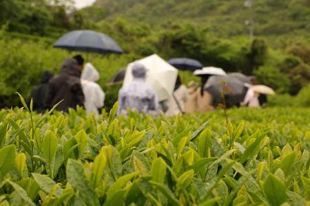 【イベントレポート】べにふうきの一番茶を使った製茶