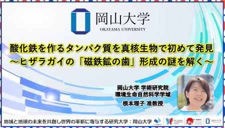 【岡山大学】酸化鉄を作るタンパク質を真核生物で初め