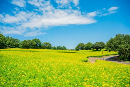 コスモスまつり2025開催（国営昭和記念公園）