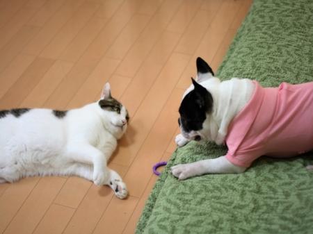 犬猫だけでも合わせて約1595万頭と、子どもの数を...