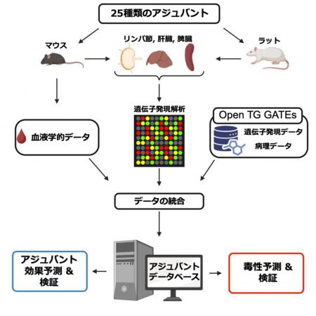 ワクチンと免疫療法薬の前臨床評価を促進する「アジュ