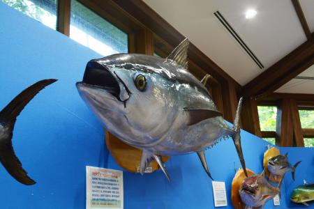 魚魚展開催中！【国営アルプスあづみの公園　堀金・穂
