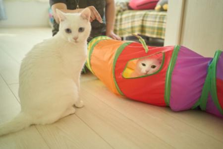 カチタスが「世界猫の日」に合わせて特集記事を公開～