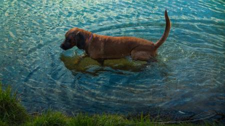 【愛犬家の認知度9.4%】夏のレジャーに潜む「レプトス