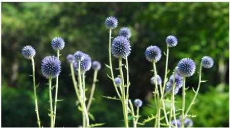 六甲高山植物園 絶滅が危惧される貴重な花 「ヒゴタイ