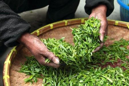水分補給に欠かせない！お茶ついて調べました！【1000
