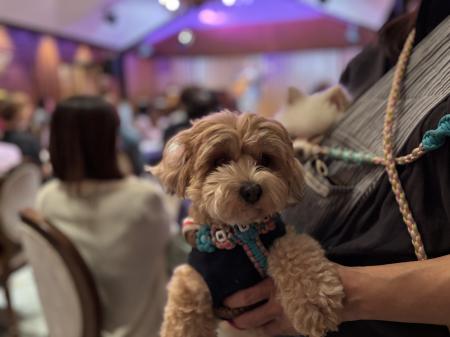 犬と一緒に音楽を楽しむ贅沢な午後　『わんわんutf-8