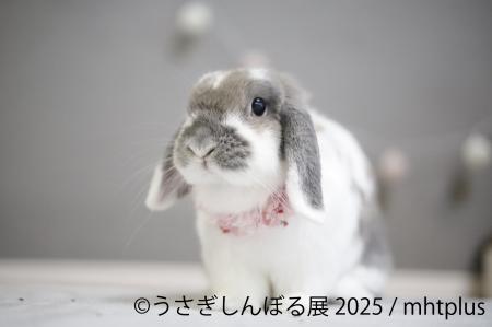 ＼祝9周年／“うさぎの魅力”が詰まった作品展示＆utf-8