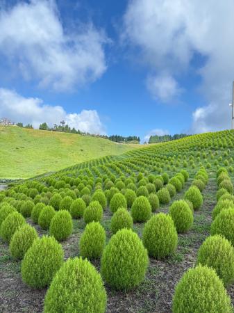 【びわこ箱館山】約8,000株グリーンコキアが見頃！桃
