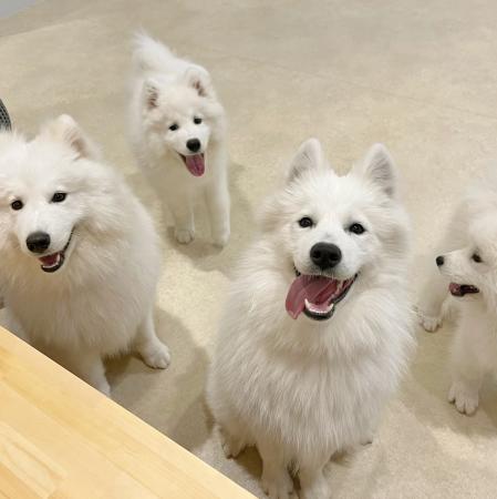 もふもふ天国が心斎橋に上陸！東京で大人気のサモエド