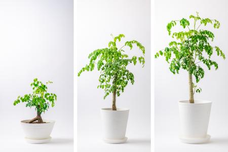 食べられる観葉植物でインテリアと健康を両立！「世界