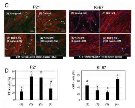 LPSがヒト皮膚線維芽細胞の老化を抑制・若返りを促進