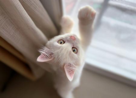 猫のプロがご自宅へ　「猫専門シッティングサーutf-8