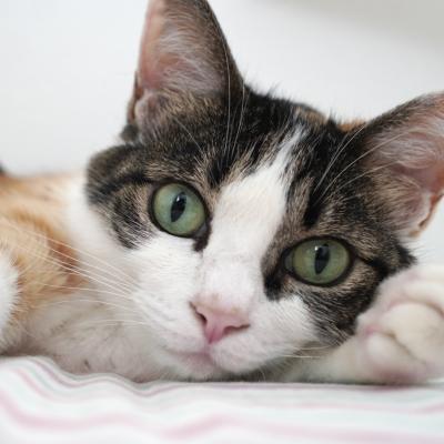猫の「おしっこ」チェックで腎臓病を早期発見！プロジ