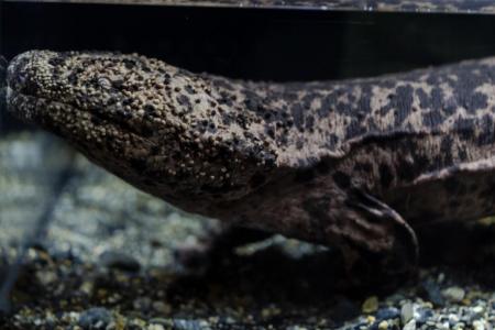 【京都水族館】オオサンショウウオの息継ぎを“8utf-8