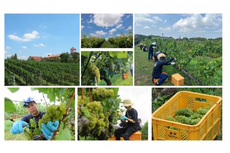 白鶴酒造は神戸ワイナリーの圃場で2025年のぶどうの収