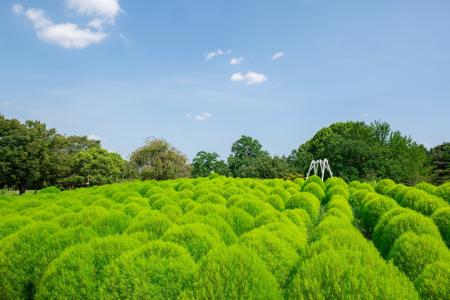 緑のコキアが見頃！盛夏のふわふわグリーンを楽しもう