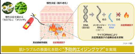 “隠れ老化”である慢性炎症の鎮静に植物でアプロutf-8