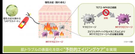 “隠れ老化”である慢性炎症の鎮静に植物でアプロutf-8