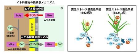 【横浜市立大学】鉄吸収を制御して植物の高温スutf-8