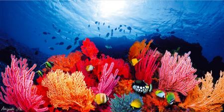 深いブルーに包まれた海底世界で繰り広げられる、命と 深いブルーに包まれた海底世界で繰り広げられる、命と