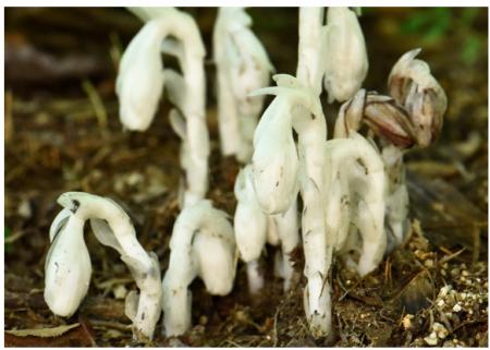 六甲高山植物園 神出鬼没?!ギンリョウソウモドutf-8 六甲高山植物園 神出鬼没?!ギンリョウソウモドutf-8