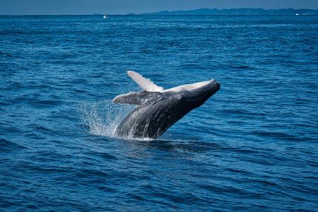 【1枠限定】Arteが手掛ける沖縄の海で“唯一無二のホエ