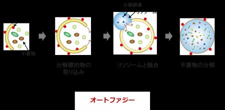 (株)成和化成 iVC HGAに老化細胞の若返り作用を確認 (株)成和化成 iVC HGAに老化細胞の若返り作用を確認