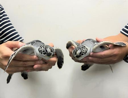 【すみだ水族館】今年も小笠原諸島からやってくutf-8