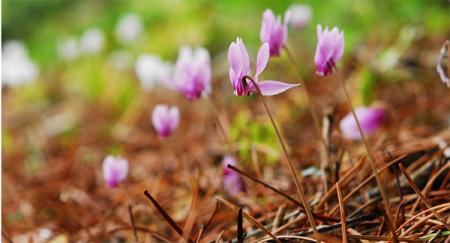 六甲高山植物園 原種シクラメン500株の群落「原utf-8