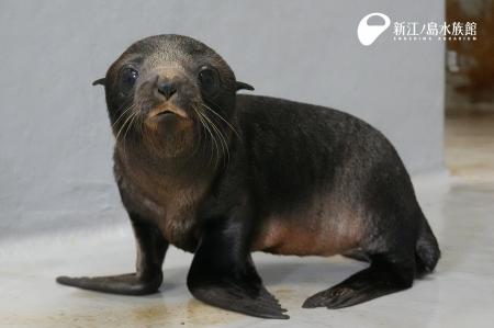 赤ちゃんオットセイ、すくすく成長中！ 今だけの愛ら