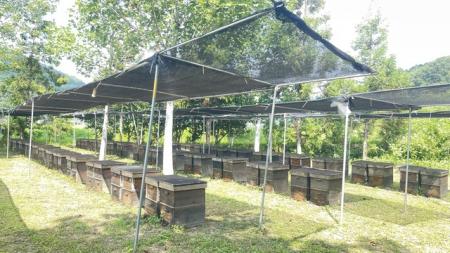 ミツバチの負担を少しでも減らすため、涼しい場所...