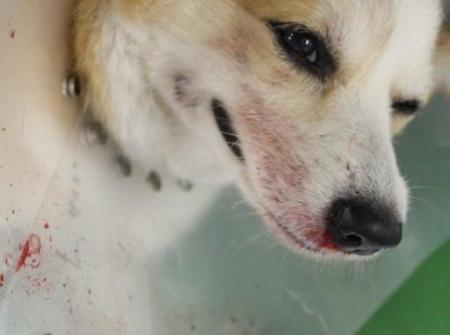 廃棄されていた脂肪が