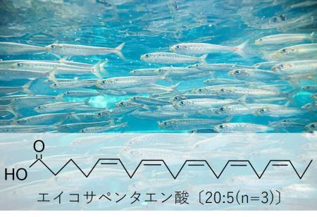 池田糖化工業、EPA含有量を規格化した「EPAパウutf-8