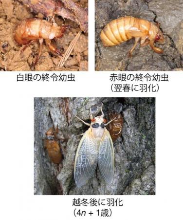 昭和医科大学などの共同研究チームが周期ゼミ（utf-8